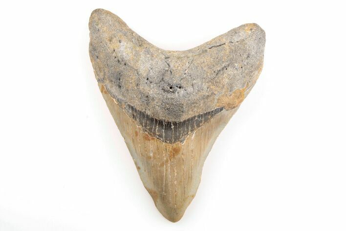 Fossil Megalodon Tooth - North Carolina #200647